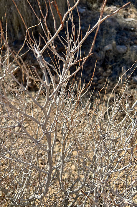 A close-up of the naked shrubbery at Red Rock. A beautiful and intricate white-branched, leafless shrub rises from the desert floor.