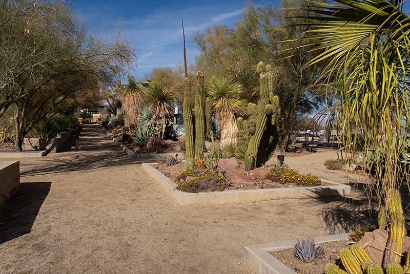 Springs Cactus Alley 1