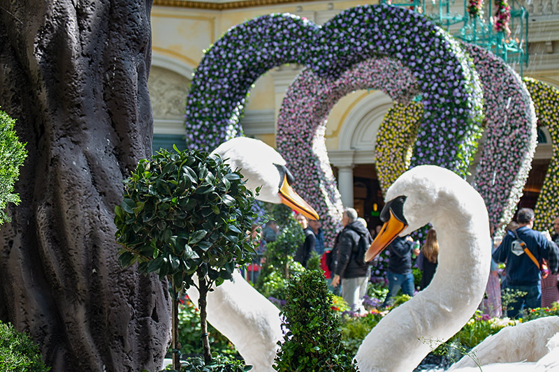 Bellagio swans