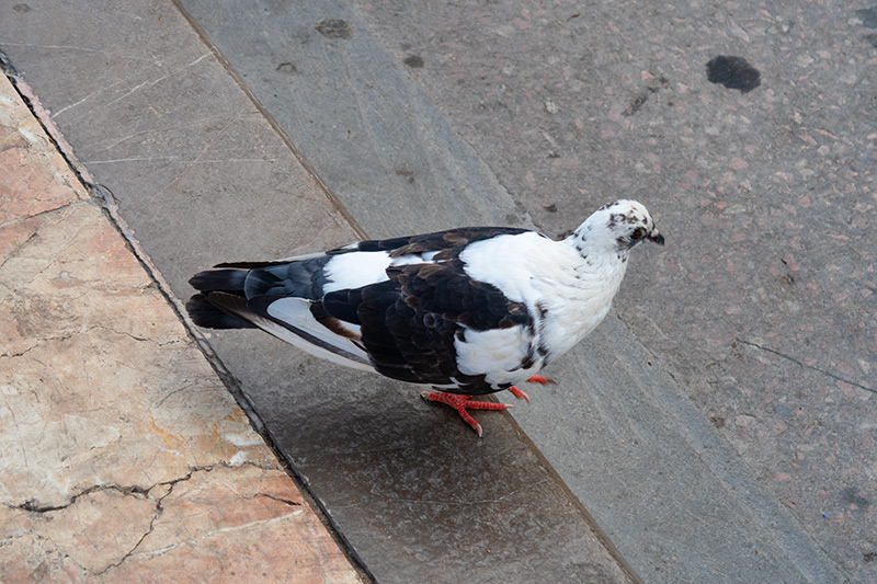 Placa pigeon